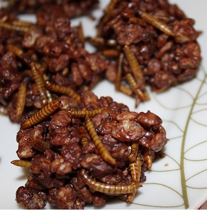 edible mealworms chocolate rice pops