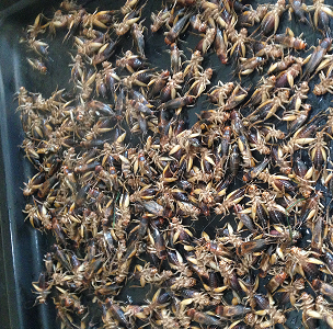 edible crickets