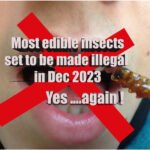 Edible insects legal status 2023