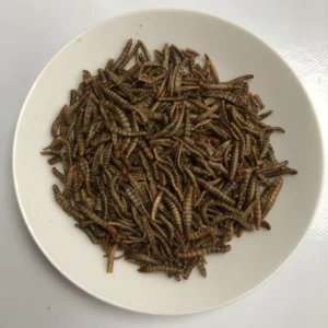 Close-up of dried edible mealworms suitable for cooking or snacking.