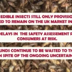 Edible insects legal status in the UK - 2025 update