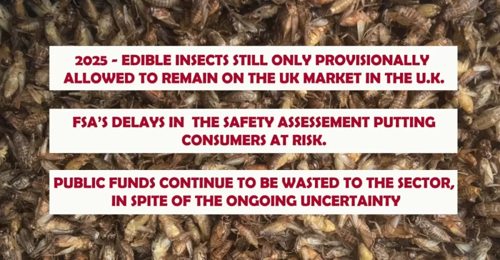 Edible insects legal status in the UK - 2025 update