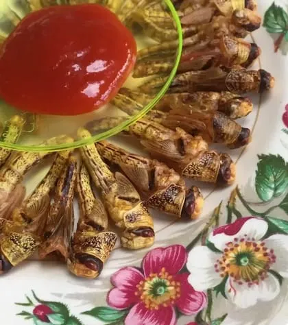 Plated edible locusts served as a sustainable protein snack