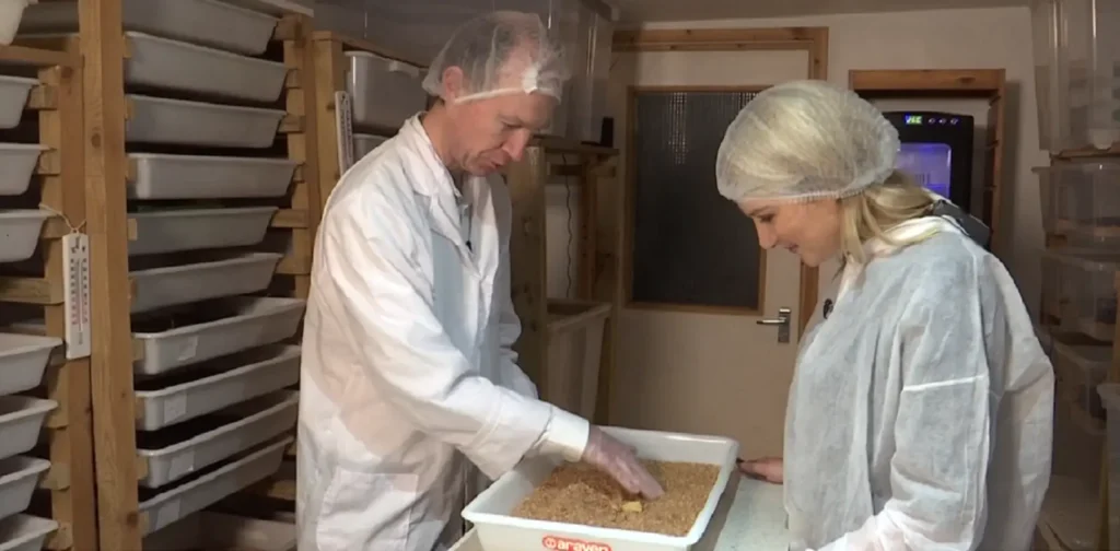 breeding edible insects