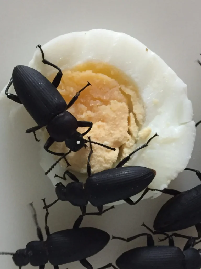 Zophoba Morio beetles