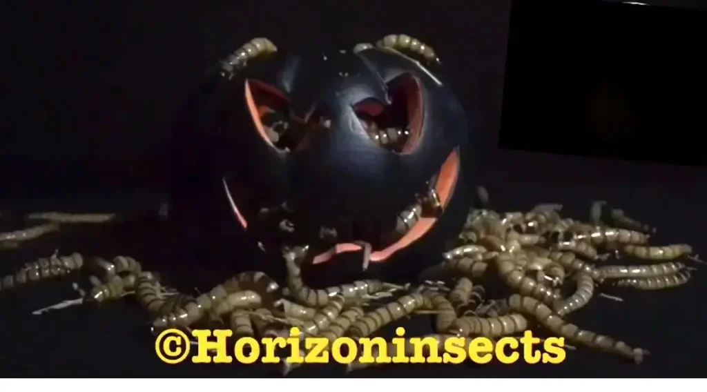 Halloween edible insects