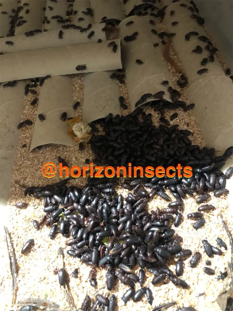 Tenebrio Molitor beetles