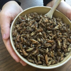 Edible insects - crickets
