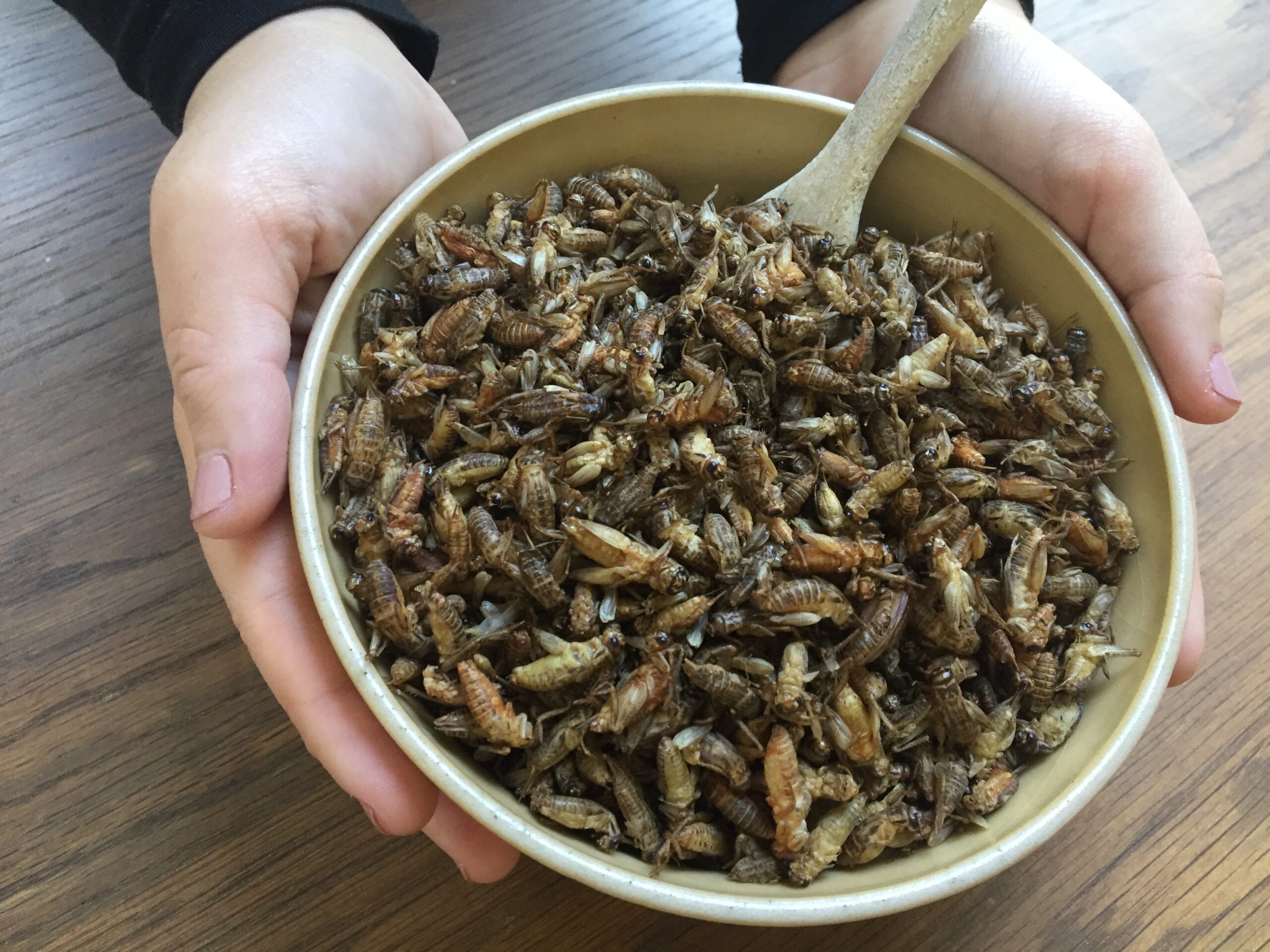 Edible insects - crickets
