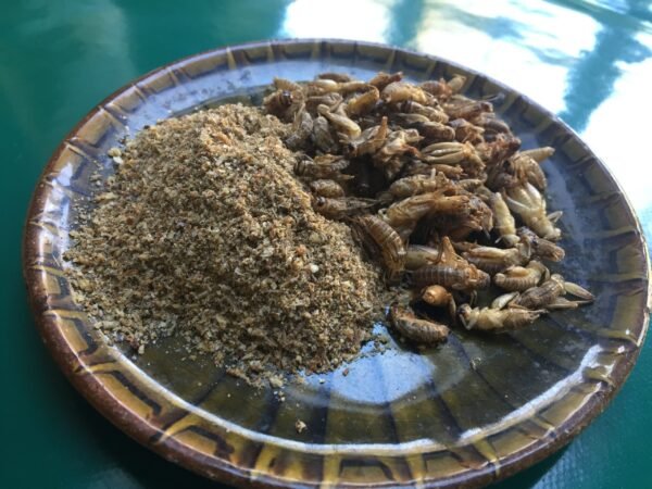 Whole and ground edible crickets ready for consumption.