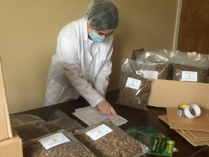 Edible insects wholesale