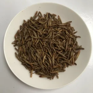 Cheap edible mealworms - great value edible insects for humans