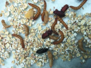 Edible insects lifecycle for protein self sufficiency