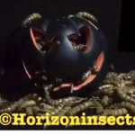 Halloween edible insects